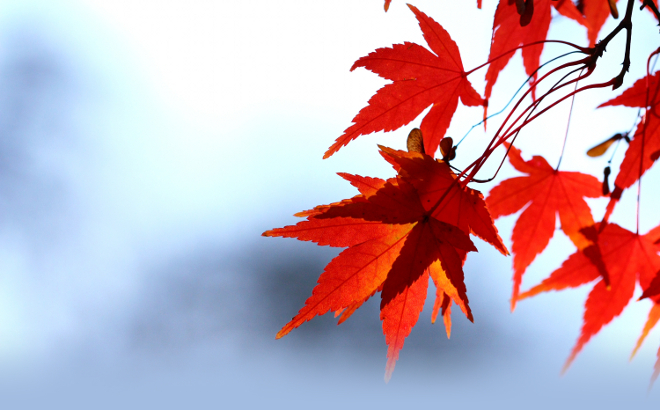 Autumn Leaves