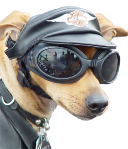 Awesome Dog