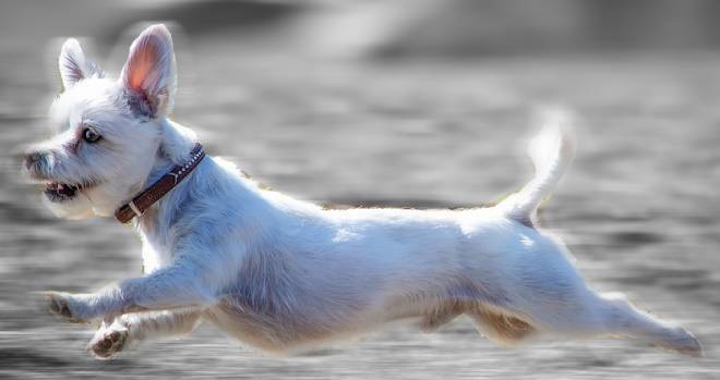 A super fast running white dog