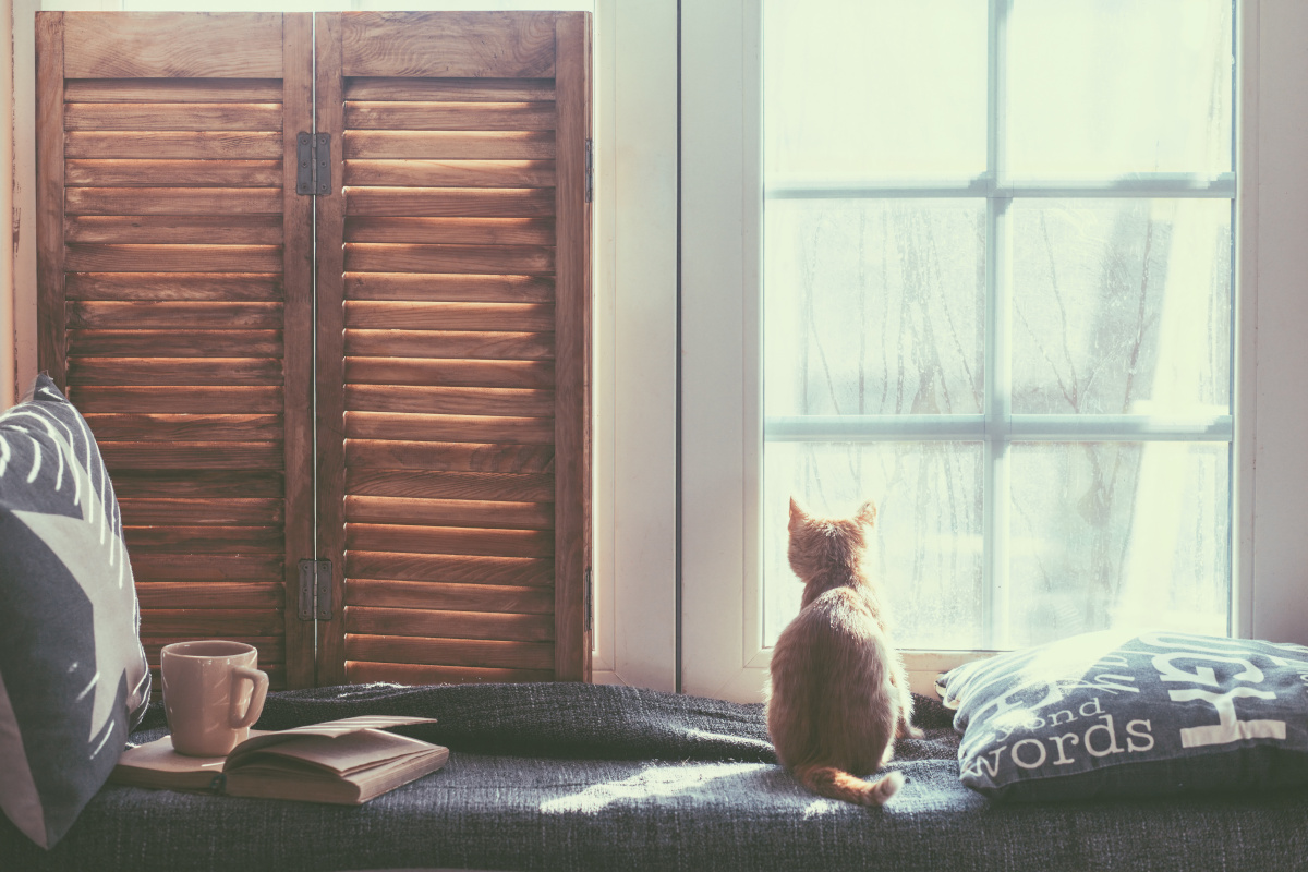 Cat sitting at a window to symbolize isolation