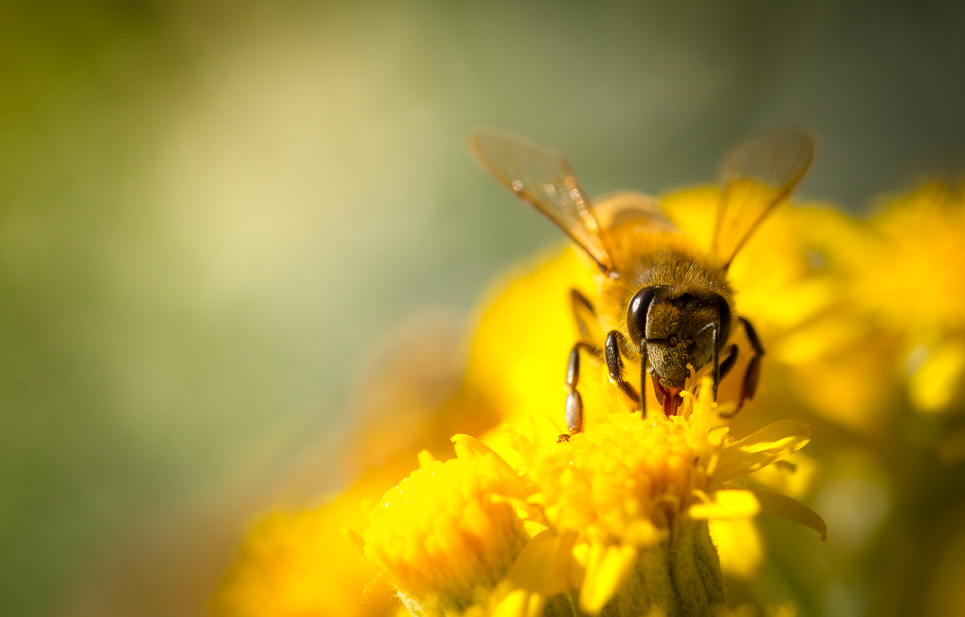 bumblebee on flower