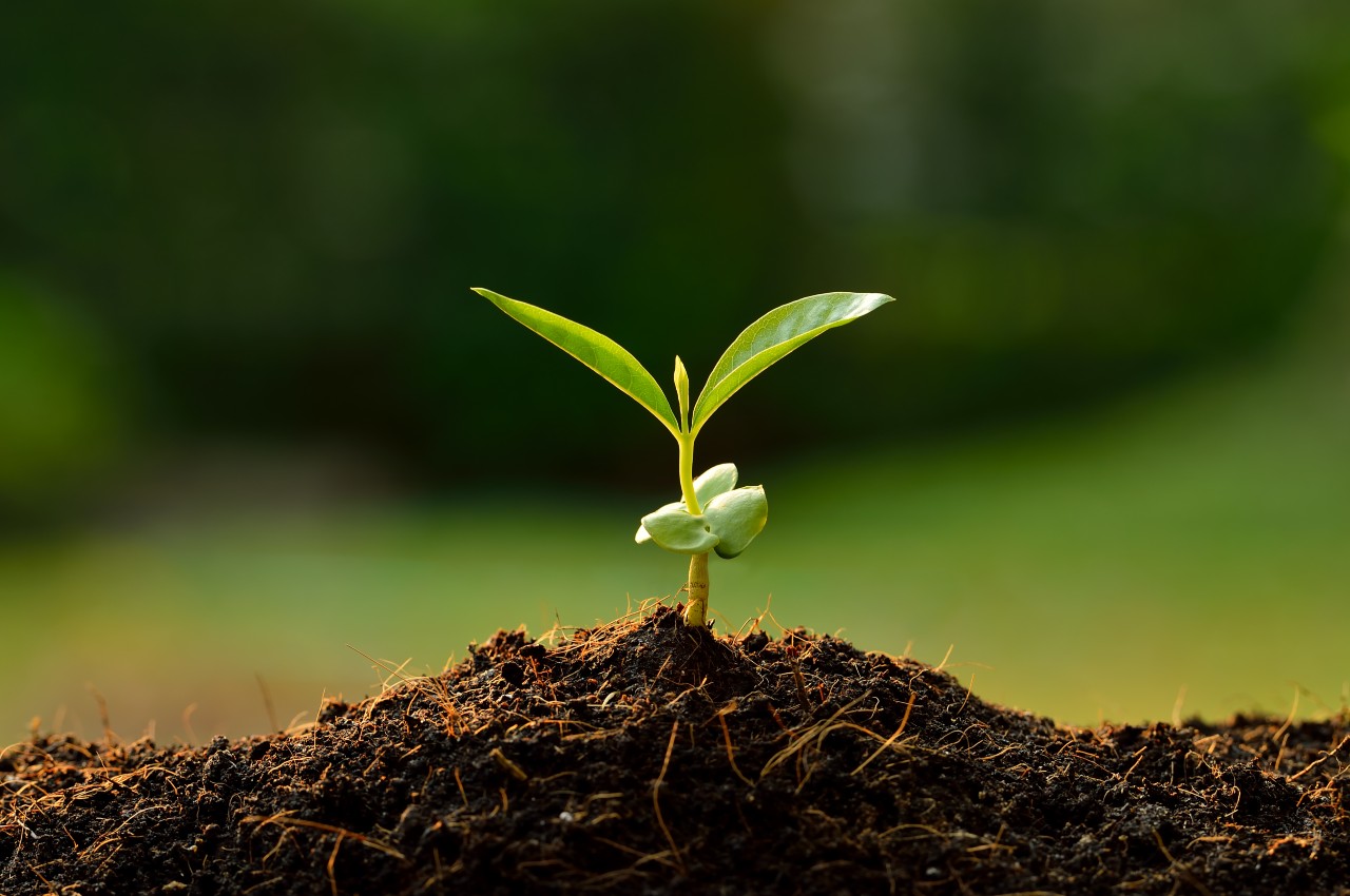 Leaf growing from soil